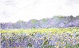 Champ d'iris Jaunes a Giverny - Claude Monet reproduction oil painting