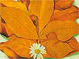 Yellow Hickory Leaves with Daisy 1928 - Georgia O'Keeffe reproduction oil painting