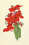 Red Canna 1920 - Georgia O'Keeffe reproduction oil painting