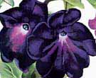 Black and Purple Petunias - Georgia O'Keeffe reproduction oil painting