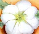 White Flower with Red Earth - Georgia O'Keeffe reproduction oil painting