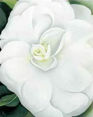 White Camellia 1938 - Georgia O'Keeffe reproduction oil painting