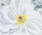 White Flower - Georgia O'Keeffe