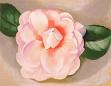 Pink Camellia 1935 - Georgia O'Keeffe