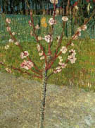 Almond Tree in Blossom 1888 - Vincent van Gogh reproduction oil painting