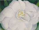 A White Camelia 1938 - Georgia O'Keeffe