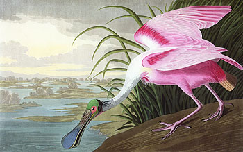 Roseate Spoonbill 1935 - John James Audubon reproduction oil painting