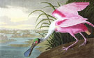 Roseate Spoonbill 1935 - John James Audubon reproduction oil painting