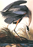 Great Blue Heron 1821 - John James Audubon reproduction oil painting