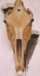 Mule Skull with Turkey Feathers 1936 - Georgia O'Keeffe