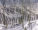 Back of Hatchett 1978 - Neil Welliver reproduction oil painting