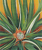 Pineapple Bud 1939 - Georgia O'Keeffe reproduction oil painting