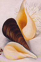 Two White Shells One Black Shell 1937 - Georgia O'Keeffe reproduction oil painting