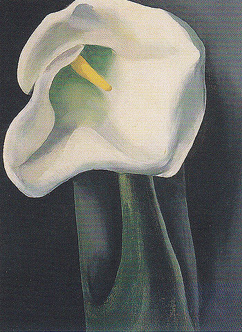 Calla Lily With Black 1923 - Georgia O'Keeffe reproduction oil painting
