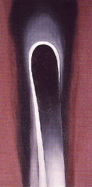 Jack In Pulpit No 6 1930 - Georgia O'Keeffe