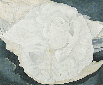 White Calico Rose 1930 - Georgia O'Keeffe reproduction oil painting