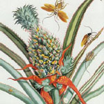 MERIAN, Maria Sybilla