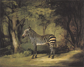 Zebra 1763 - George Stubbs reproduction oil painting