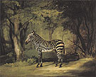 Zebra 1763 - George Stubbs reproduction oil painting