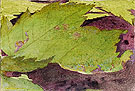 Heterocampa Biundata Walker I - Abbott Henderson Thayer reproduction oil painting