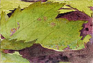 Heterocampa Biundata Walker I - Abbott Henderson Thayer