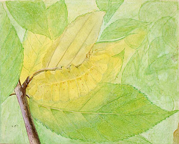 Lunar Caterpillar - Abbott Henderson Thayer reproduction oil painting
