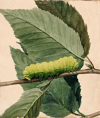 Caterpillar I - Abbott Henderson Thayer reproduction oil painting