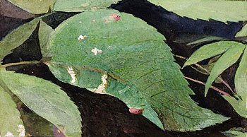 White Birch Leaf Edge Caterpillar - Abbott Henderson Thayer reproduction oil painting