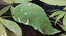 White Birch Leaf Edge Caterpillar - Abbott Henderson Thayer reproduction oil painting