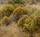 Apevig Rabbit Brush - Maynard Dixon