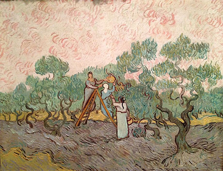 Women Picking Olives 1889 - Vincent van Gogh reproduction oil painting