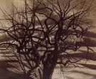 Arbres Blanc et Noir 1941 - Leon Spilliaert reproduction oil painting