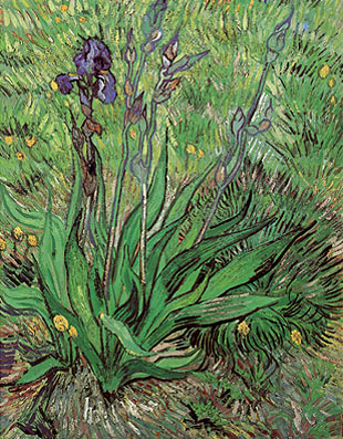 The Iris St. Remy - Vincent van Gogh reproduction oil painting