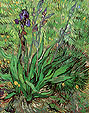 The Iris St. Remy - Vincent van Gogh reproduction oil painting